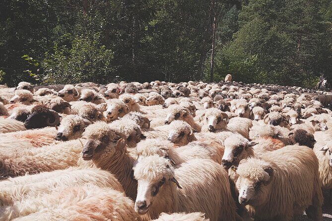 10-Day Private Tour of Romania with Pick Up - Key Things I’d Highlight Before You Go