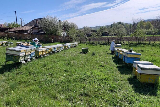 10 hours Private Apiary Tour in Romania - From Bucharest - Timing and logistics: a private day that’s worth the hours