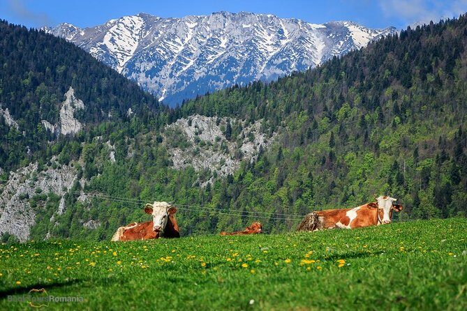 3-Day Tour from Bucharest: Transylvania Villages and Medieval Towns - Day 2: flexible walks in Magura, then UNESCO at Viscri