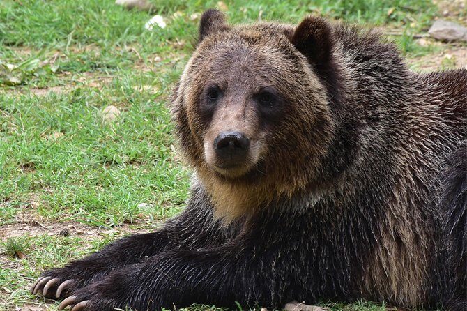 Bear Sanctuary and Dracula's Castle, 1-day Private Tour - Libearty Bear Sanctuary Zărnești: see rehab at the pace of the bears