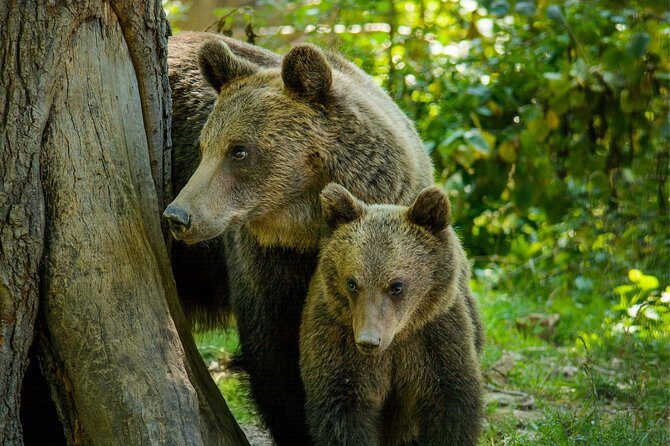 Bear Sanctuary and Dracula's Castle, 1-day Private Tour - Bran Castle: what the fortress tells you about medieval Romania