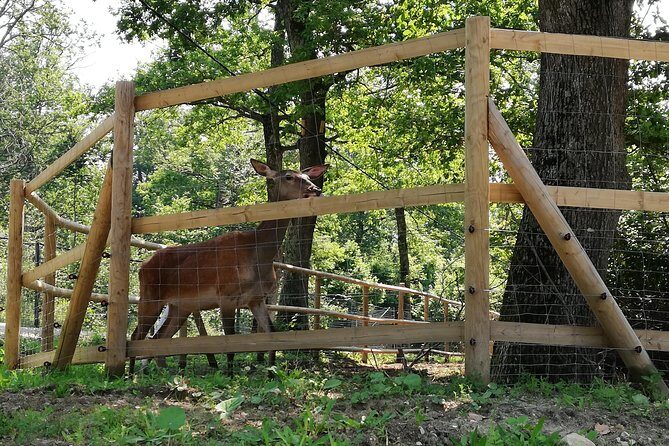 Bear Sanctuary and Dracula's Castle, 1-day Private Tour - What to wear, how much you’ll walk, and fitness expectations