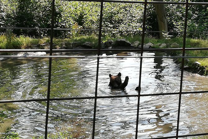 Bear Sanctuary and Dracula's Castle, 1-day Private Tour - Should you book this 1-day Bear Sanctuary and Bran Castle tour?