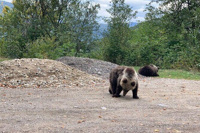 Bear Sanctuary & Rasnov Fortress - Private day tour from Bucharest - A Private Bucharest-to-Transylvania day that actually works