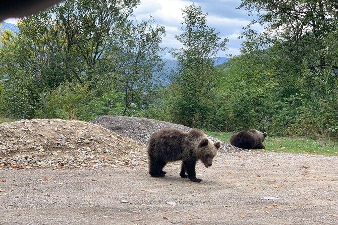 Bear Sanctuary & Rasnov Fortress - Private day tour from Bucharest - Price and logistics: what you’re really paying for at about $184.62