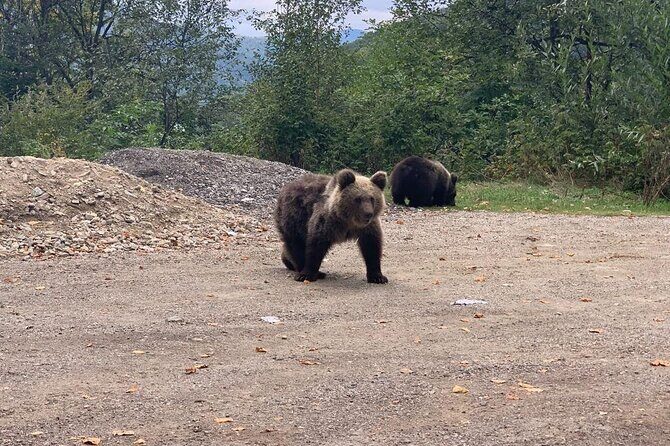 Bear Sanctuary & Rasnov Fortress - Private day tour from Bucharest - The guides make the day: Claudiu and Christian as examples