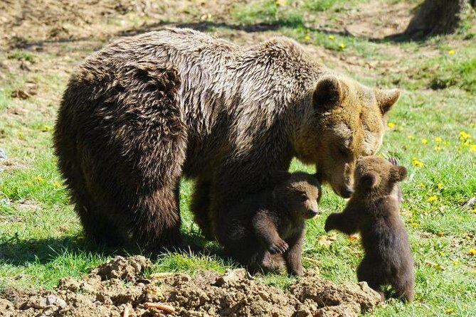 Bear Sanctuary & Rasnov Fortress - Private day tour from Bucharest - Who should book this tour (and who might want a different plan)