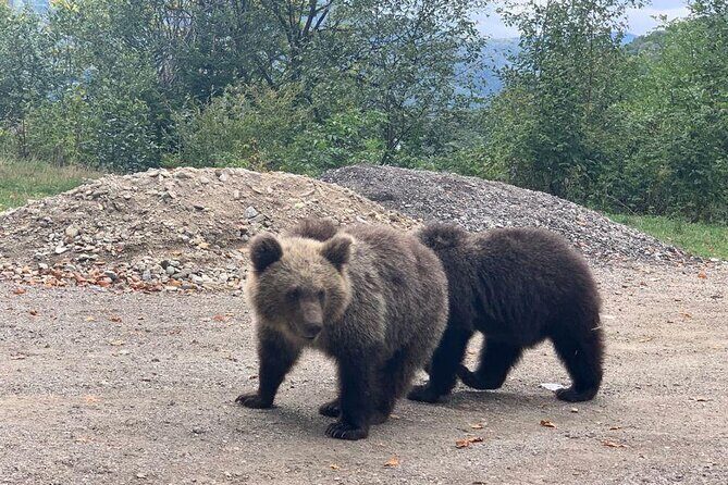 Bear Sanctuary & Rasnov Fortress - Private day tour from Bucharest - What to do before you go: quick prep that matters