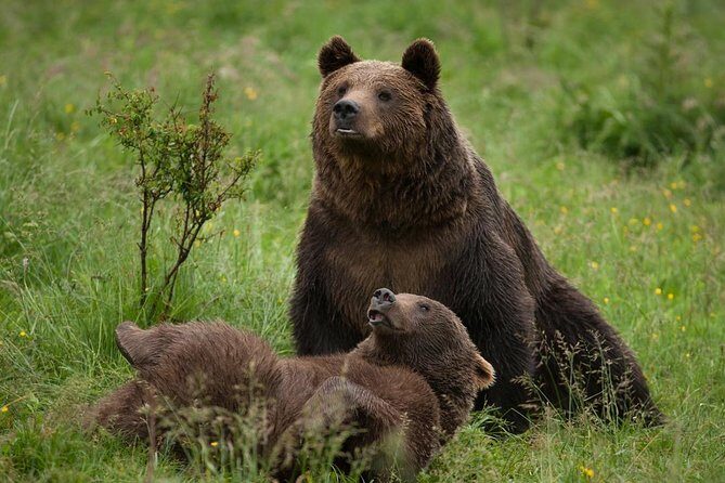 Bear Sanctuary & Rasnov Fortress - Private day tour from Bucharest - Stop 1: Liberty Bear Sanctuary Zărnesti (where 70 hectares changes the vibe)