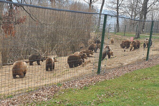 Bears Sanctuary, Dracula Castle and Brasov City - Full Day Trip from Bucharest - Price and logistics: where your money actually goes