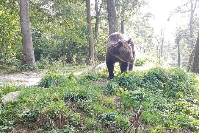Bears Sanctuary, Dracula Castle and Brasov City - Full Day Trip from Bucharest - Stop 1: Liberty Bear Sanctuary in Zărnești for real wildlife watching