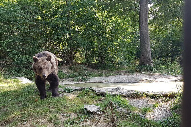 Bears Sanctuary, Dracula Castle and Brasov City - Full Day Trip from Bucharest - Who this trip is best for