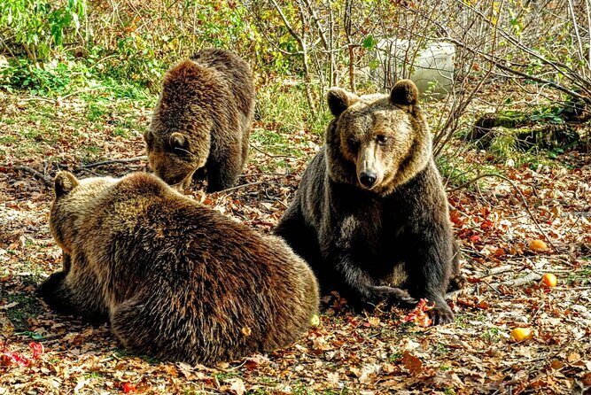 Bears Sanctuary, Dracula's Castle and Brașov City - Private Tour - A long-but-smooth day from Bucharest