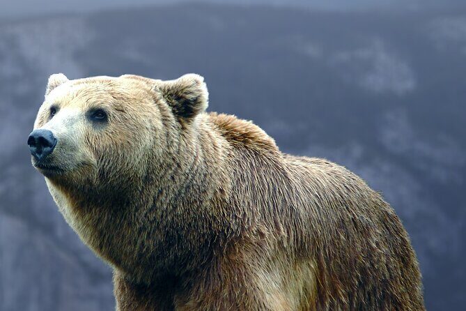 Bears Sanctuary, Dracula's Castle, Brasov Day Trip Private Tour from Bucharest - Why this day trip works: three Transylvania stops, one smooth plan