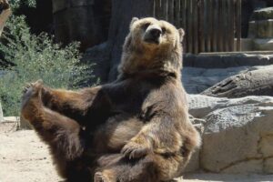 Bears Sanctuary, Dracula's Castle, Brasov Day Trip Private Tour from Bucharest - Price and what a private day costs (and buys) vs. a coach