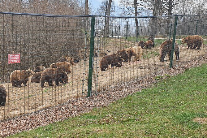 Bears Sanctuary, Dracula's Castle, Brasov Day Trip Private Tour from Bucharest - How the guide makes the difference in real time