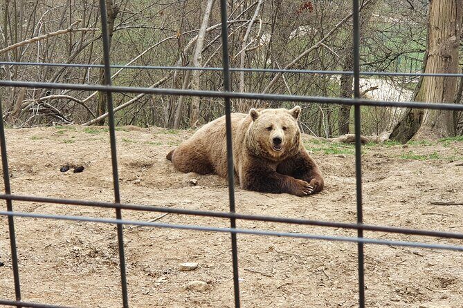 Bears Sanctuary, Dracula's Castle, Brasov Day Trip Private Tour from Bucharest - What you should watch for: long day, extra costs, and emotional weather