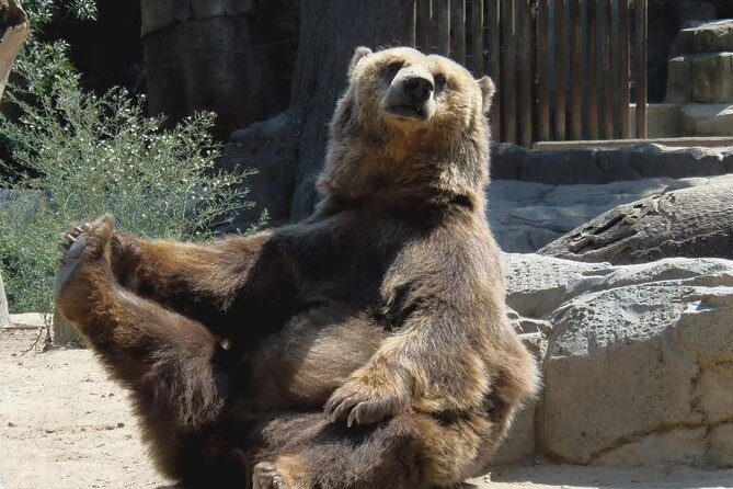 Bears Sanctuary, Dracula's Castle, Brasov Day Trip Private Tour from Bucharest - Price and what a private day costs (and buys) vs. a coach