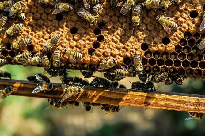Beekeeping Day Trip| Private Guided Tour from Bucharest - The bee behavior lesson: learning to read the hive