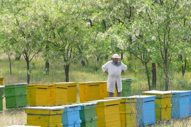 Bees Adventure in Romania - Private Day Trip from Bucharest - Key highlights I’d plan around