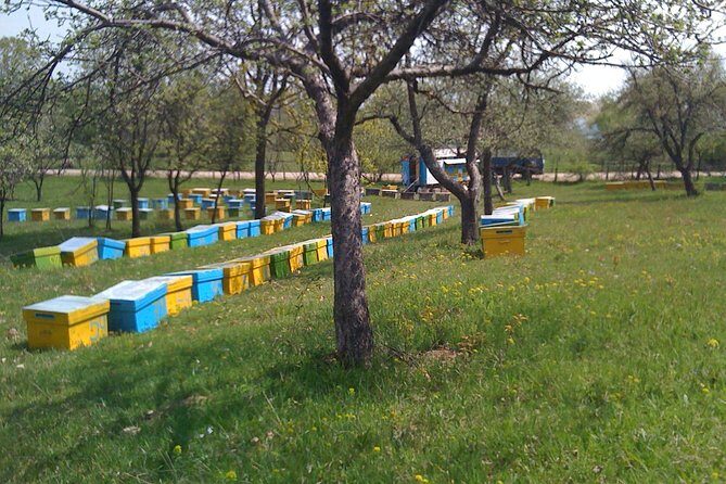 Bees Adventure in Romania - Private Day Trip from Bucharest - A Private Bees Day Trip Just Outside Bucharest