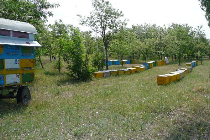Bees Adventure in Romania - Private Day Trip from Bucharest - Dessert Honey Tasting: What to Expect From Honeybee Products
