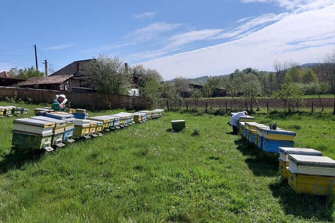 Bees Adventure in Romania - Private Day Trip from Bucharest - Price and Value: Is $289.40 Per Person Worth It?