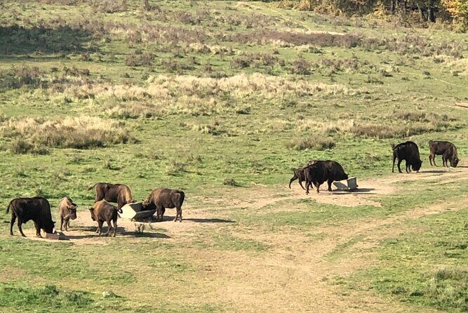 Bison Sanctuary, Vlad the Impaler Princely Court & Dracula Grave - The 9-hour structure: why this day works (and when it won’t)