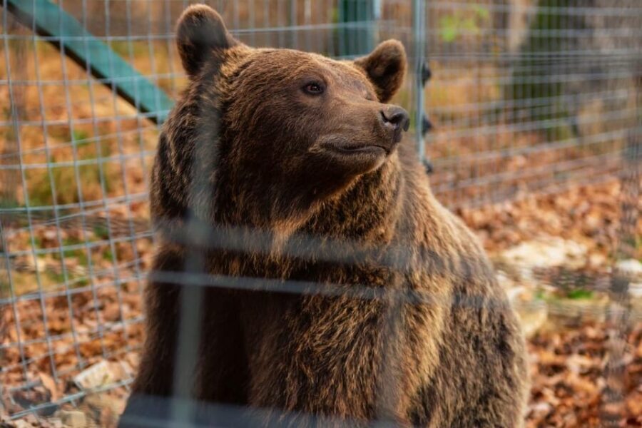 Bucharest: Bran Castle and Bear Sanctuary Small-Group Tour - Bucharest to Transylvania: Why This Day Trip Feels Personal