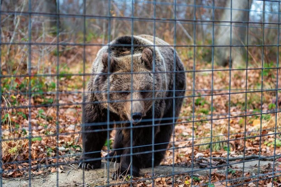 Bucharest: Bran Castle and Bear Sanctuary Small-Group Tour - Comfort, Timing, and Group Size: What Changes With a 7-Person Limit