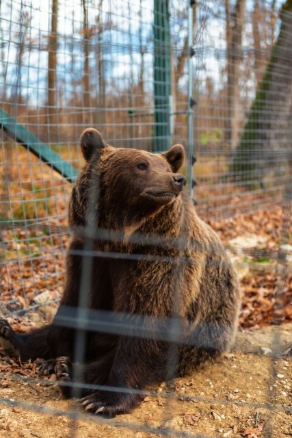 Bucharest: Bran Castle and Bear Sanctuary Small-Group Tour - Price and Value: What $145 Covers (and What It Does Not)