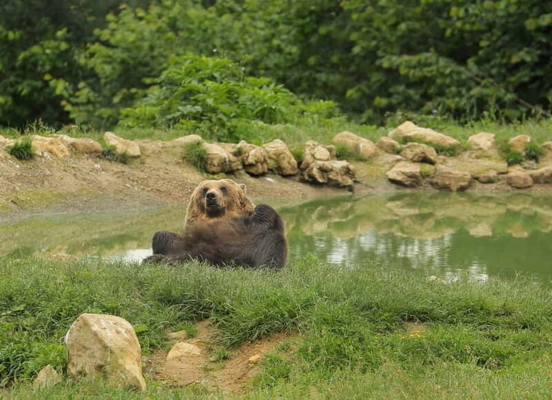 Bucharest: Day Trip to Bear Sanctuary, Bran Castle & Brasov - Teddy Bear Museum at the sanctuary: cuteness with a purpose