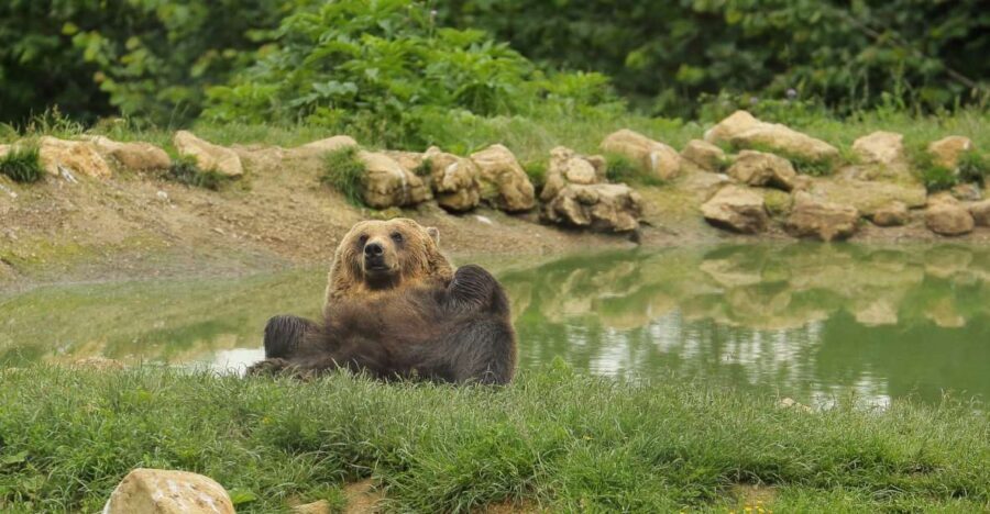 Bucharest: Day Trip to Bear Sanctuary, Bran Castle & Brasov - Logistics that shape your experience (in a good way)