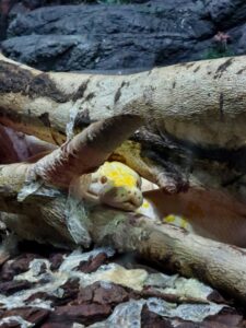 Bucharest: Reptiland Bucharest Entry Ticket - What You’ll See: 40+ reptiles in automated, habitat-style terrariums
