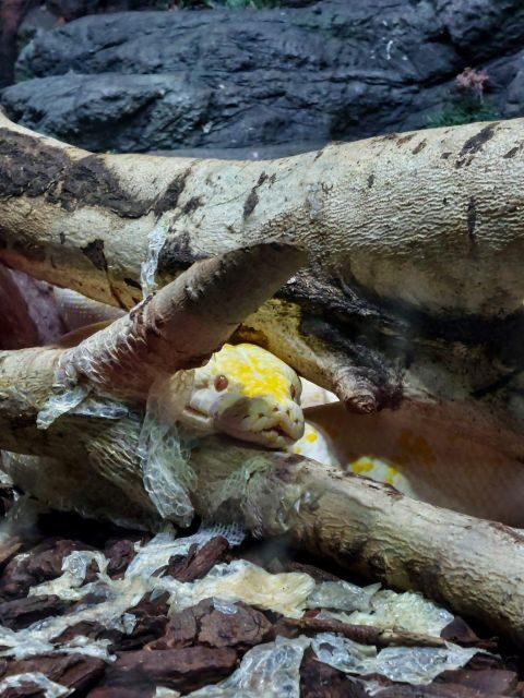 Bucharest: Reptiland Bucharest Entry Ticket - What You’ll See: 40+ reptiles in automated, habitat-style terrariums