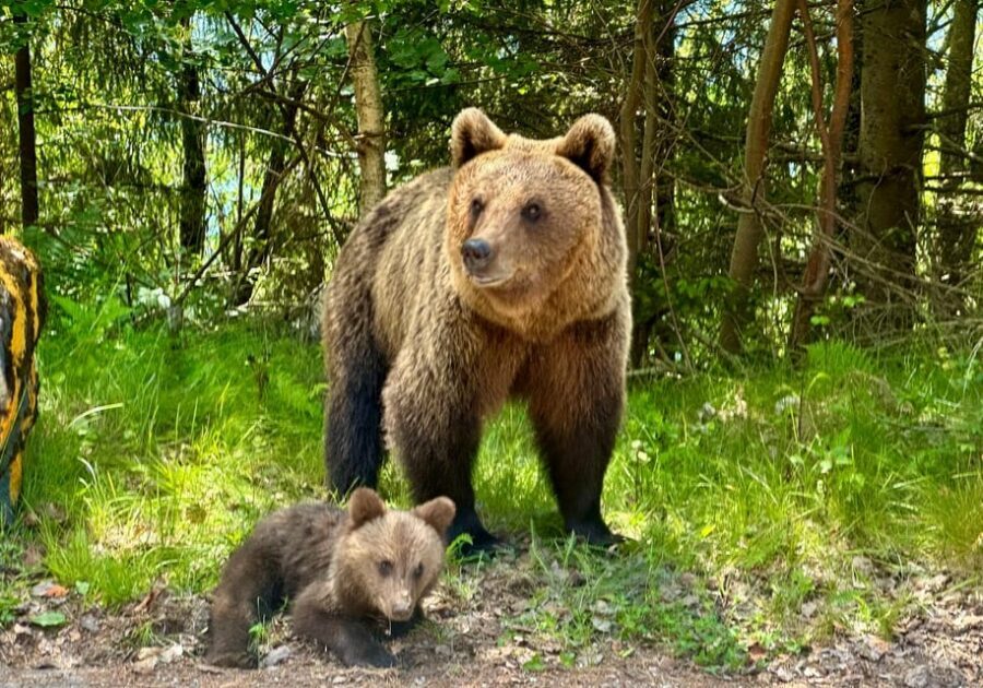 Bucharest: Top Gear Road Transfagarasan Day Trip - Wild brown bears: how to think about the odds safely