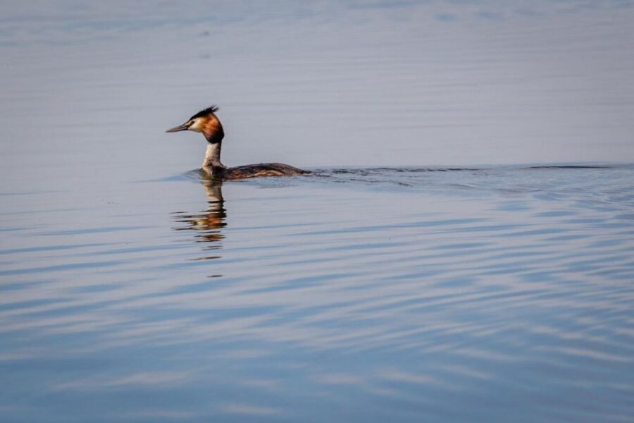 Danube Delta - 2-Day Tour from Bucharest - Key things that make this tour worth your time