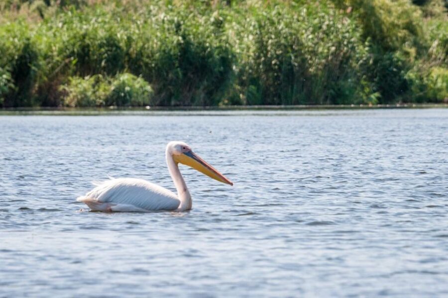 Danube Delta - 2-Day Tour from Bucharest - Danube Delta time on the water: what makes it special