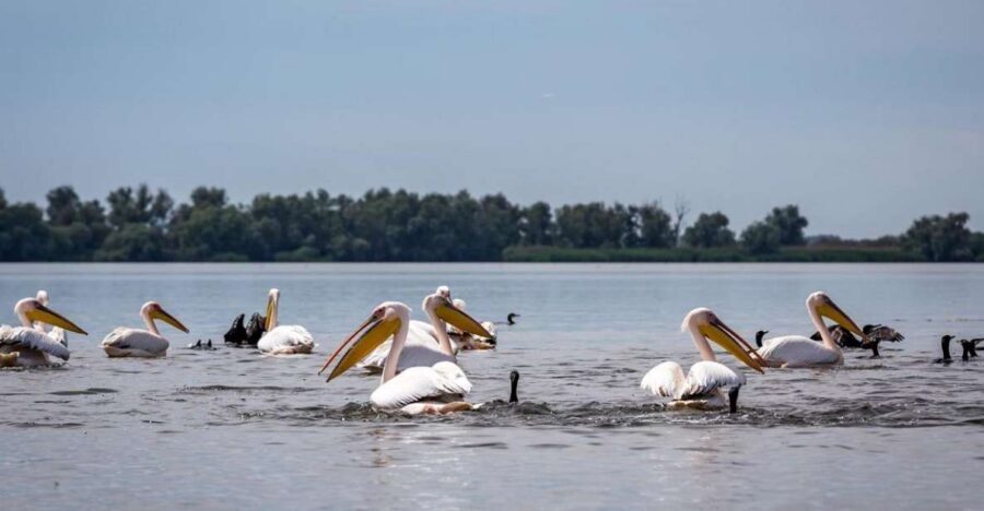 Danube Delta - 2-Day Tour from Bucharest - Boat trip expectations: birds, fish, and the guide’s role