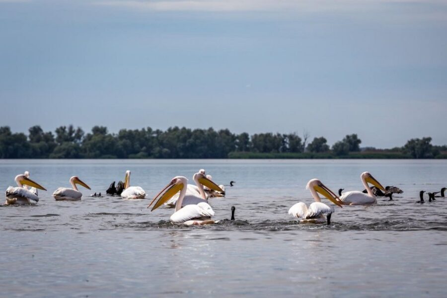 Danube Delta - 2-Day Tour from Bucharest - Constanta and Tulcea aren’t distractions, they’re part of the wildlife picture