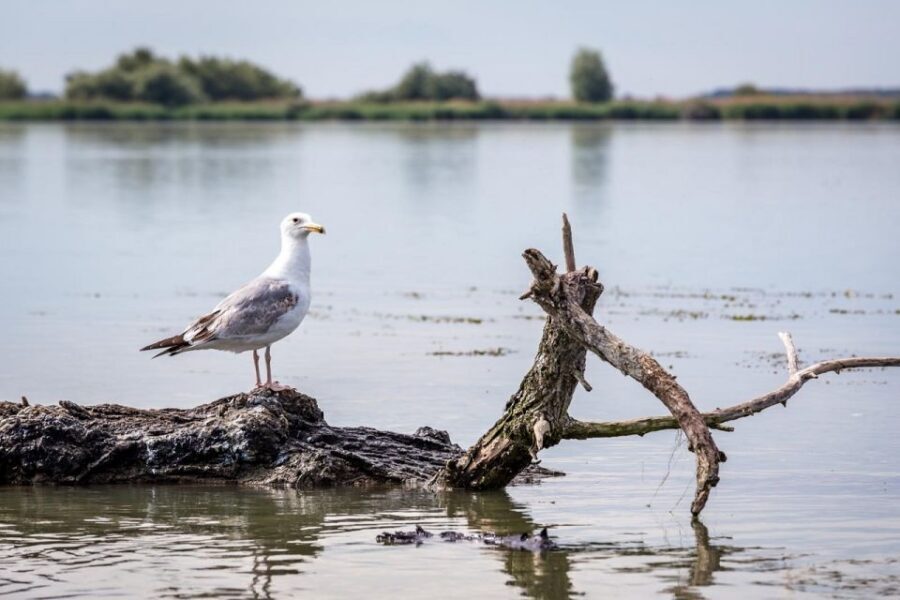 Danube Delta - 2-Day Tour from Bucharest - The hotel night: where you sleep affects the next day’s mood
