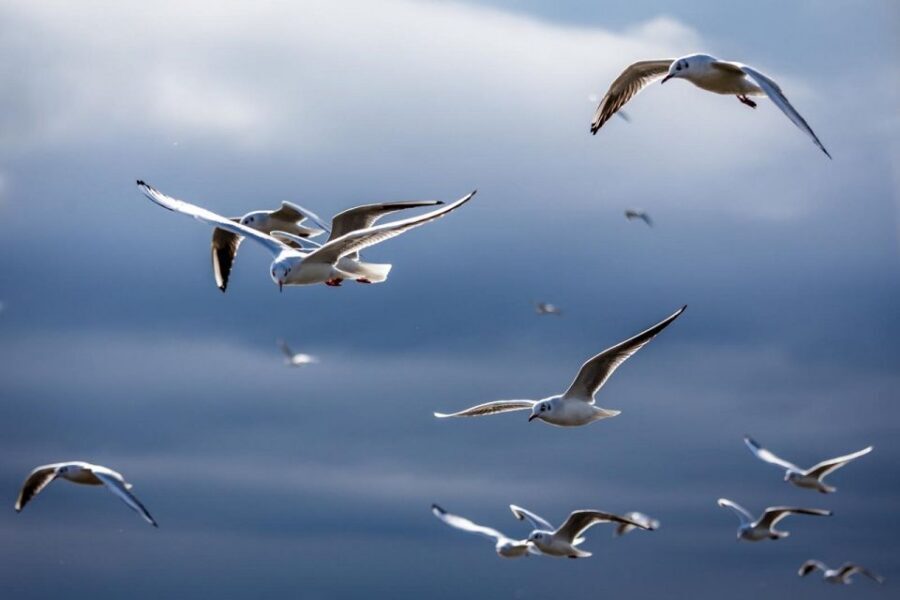 Danube Delta - 2-Day Tour from Bucharest - Bucharest to Constanta: the coast stop that sets the mood