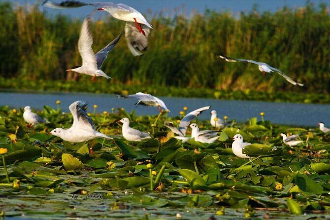 Danube Delta and Black See - 2 Days Private Tour from Bucharest - Bucharest-to-Delta routing that actually makes sense