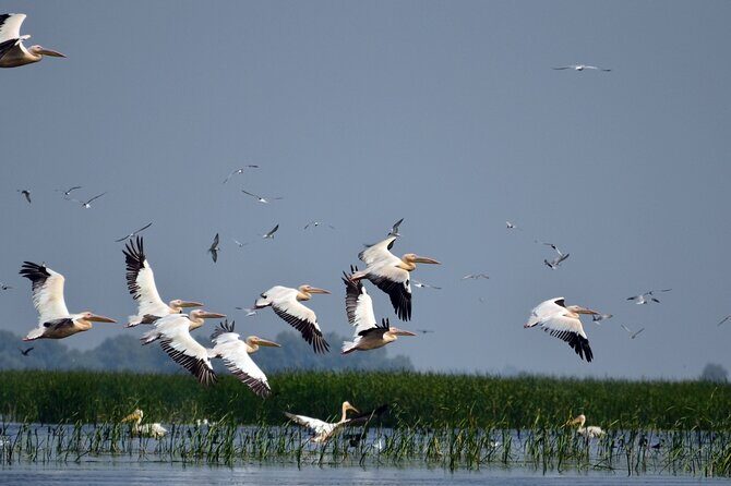 Danube Delta and Black See - 2 Days Private Tour from Bucharest - Danube Delta boat day: 6 hours built around birds