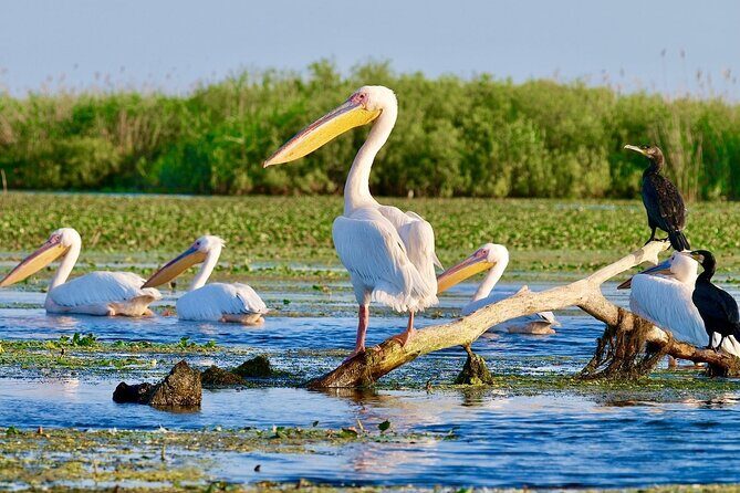 Danube Delta and Black See - 2 Days Private Tour from Bucharest - Carol I Mosque: a short stop with serious architecture