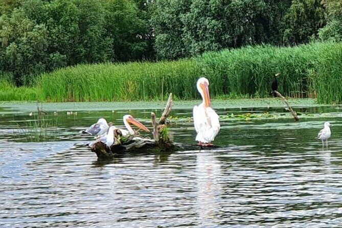 Danube Delta - Private Tour with Boat Trip & Traditional Lunch - Port Tulcea, Hârșova, and Tândărei: more than just stopovers