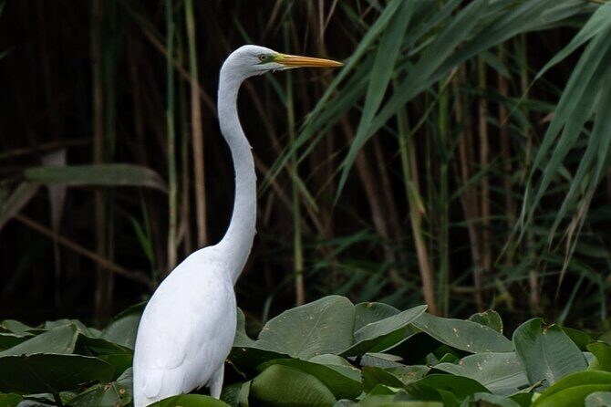 Danube Delta - Private Tour with Boat Trip & Traditional Lunch - Lunch in the delta region: traditional fish, cash-only, plan for bones