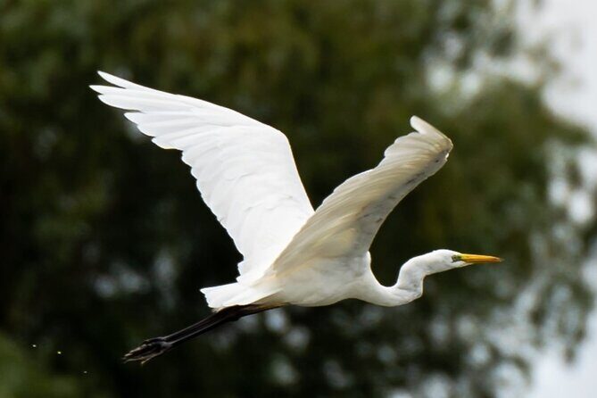 Danube Delta - Private Tour with Boat Trip & Traditional Lunch - Price and logistics: when this trip becomes good value