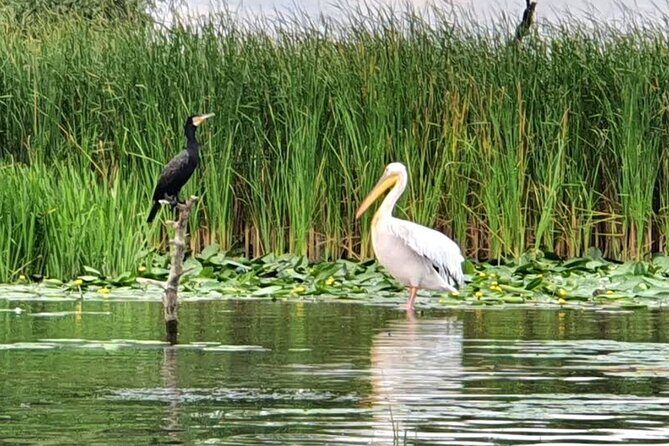 Danube Delta - Private Tour with Boat Trip & Traditional Lunch - When weather changes the bird count: your best strategy