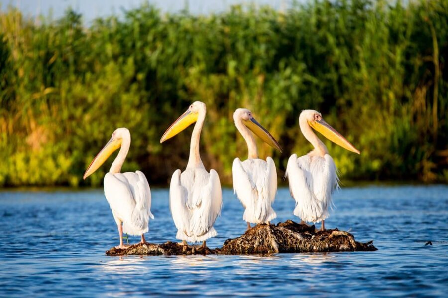 From Bucharest: Day Trip to Danube Delta - Why the Danube Delta works so well as a day trip